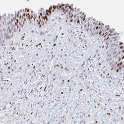 SFRS3 Antibody, Novus Biologicals:Antibodies:Primary Antibodies